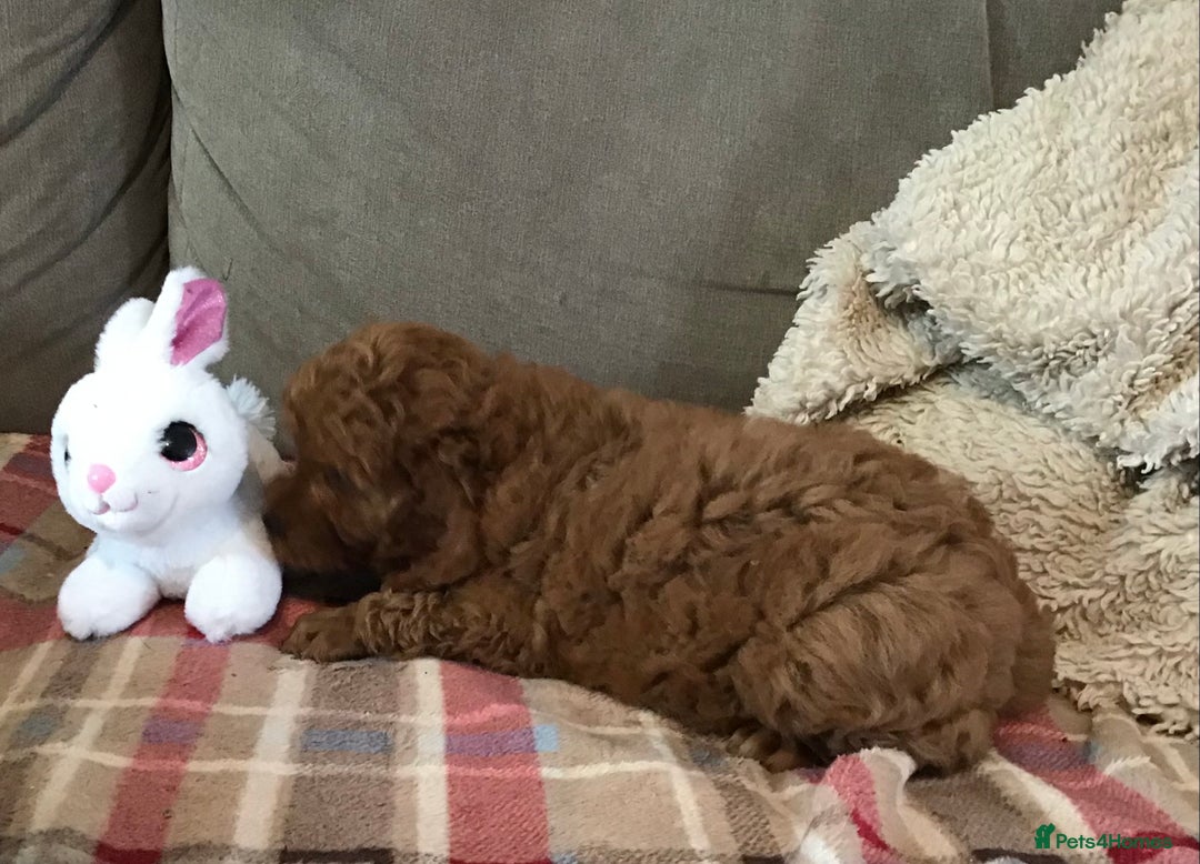 Cockapoo dogs for sale: ADORABLE SMALL MINIATURE F1B COCKAPOO PUPPIES - Image 5