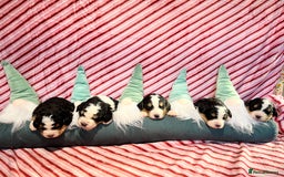 Bernedoodle dogs for sale: Tri Bernedoodle boys and girls  - Advert 15