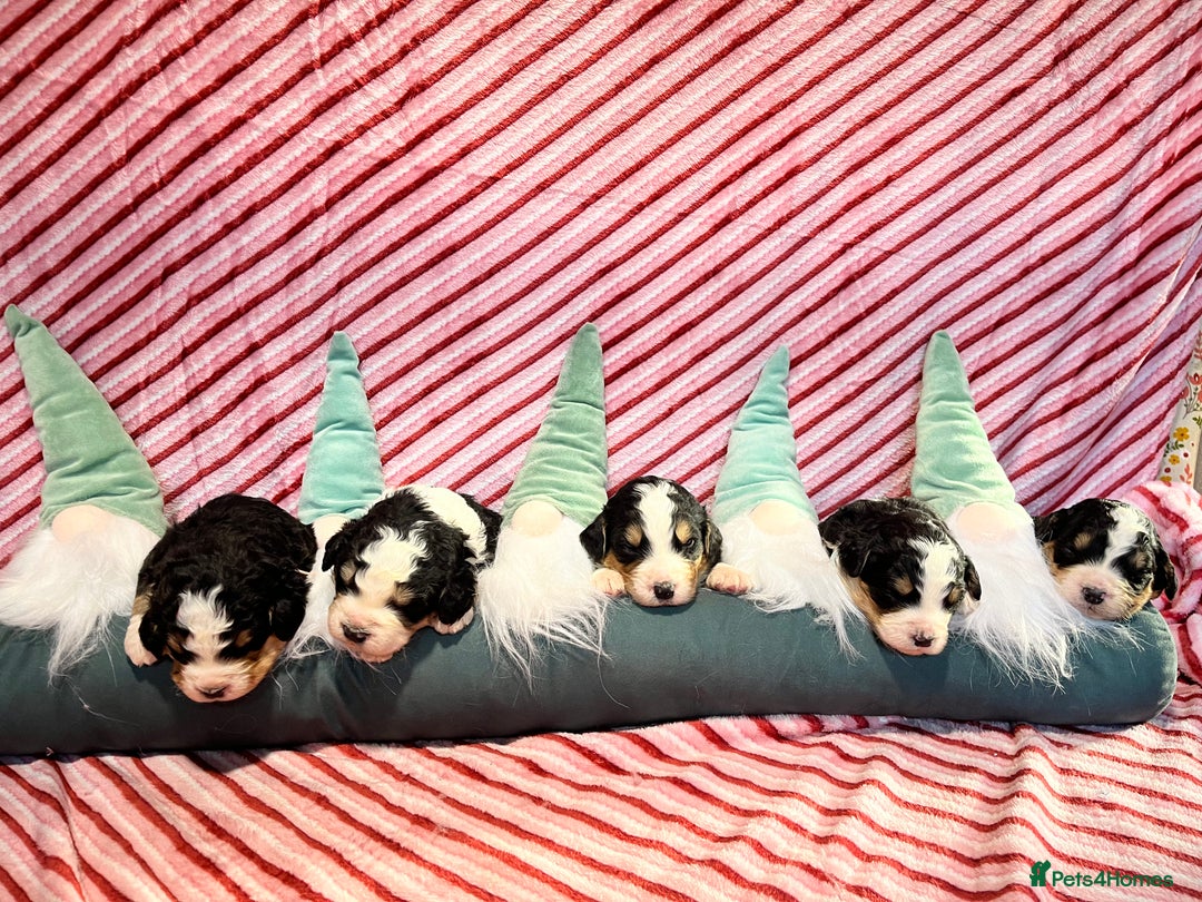 Bernedoodle dogs for sale: Tri Bernedoodle boys and girls  - Advert 15