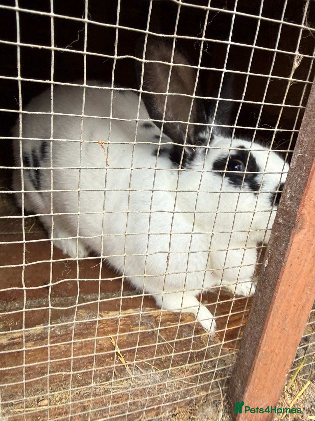 Californian rabbits for sale: Rabbits for you  - Advert 14