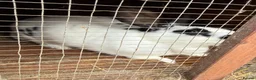 Californian rabbits for sale: Rabbits for you  - Advert 14