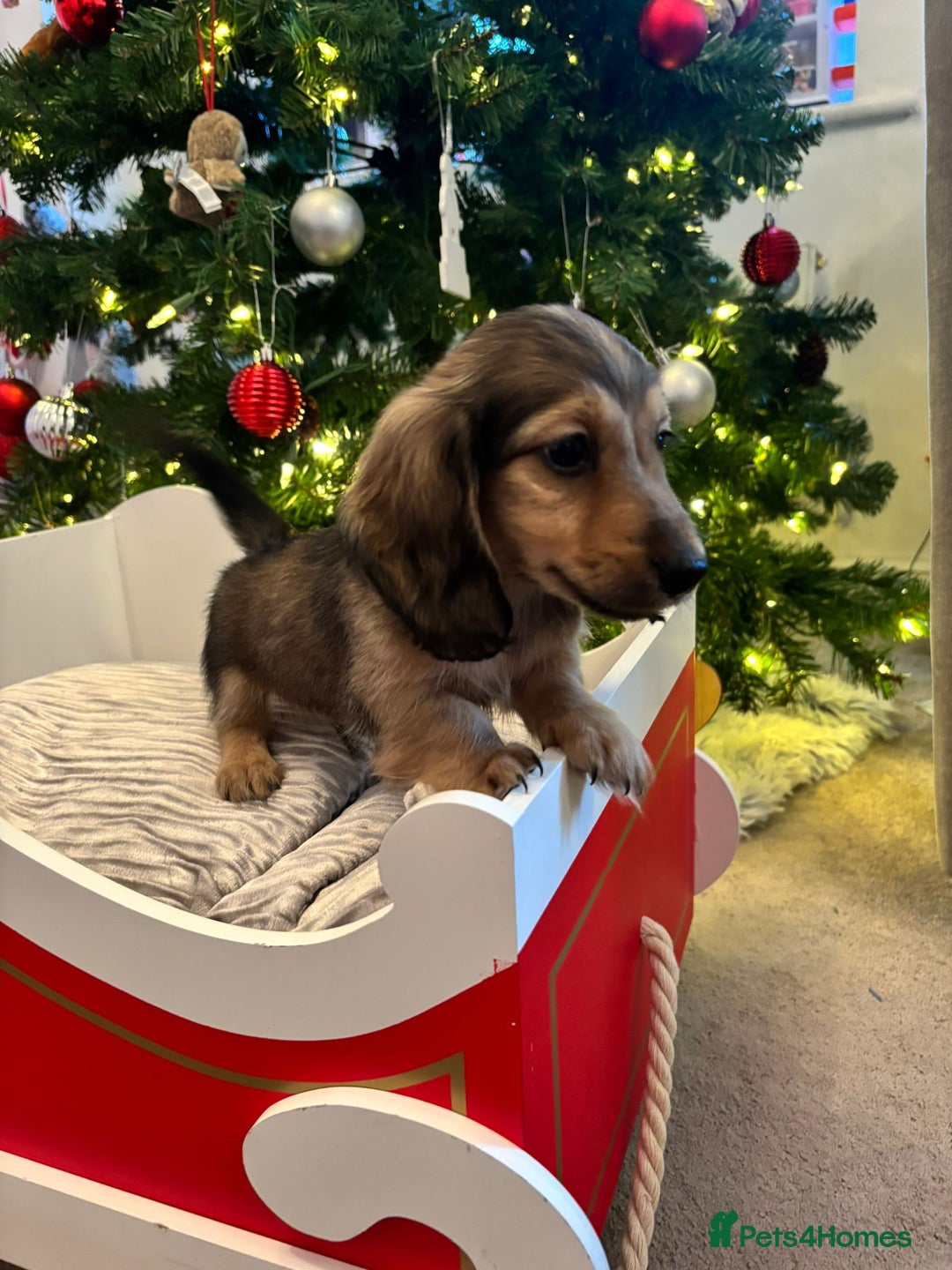 Miniature Dachshund dogs for sale: 🩷LAST GIRL🩷Shaded Cream,Long Hair,Mini Dachshund - Advert 11
