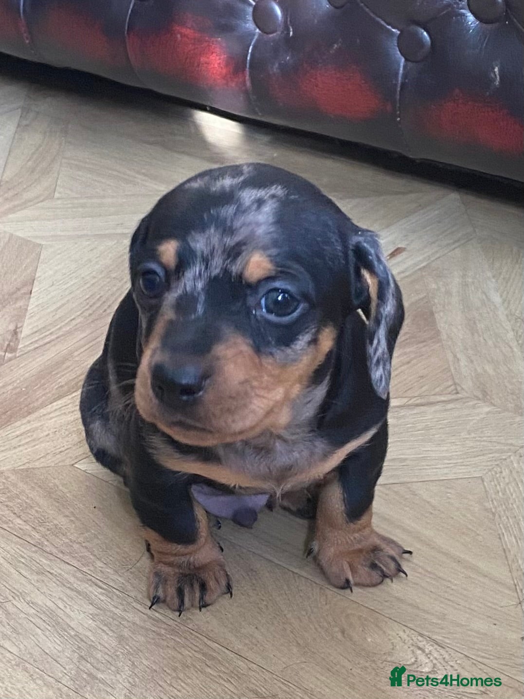 Dachshund dogs Beautiful Dachshund Litter - Advert 12