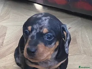 Dachshund dogs Beautiful Dachshund Litter - Advert 12