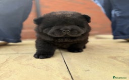 Chow Chow dogs for sale: 🐾Chow Chow Boy Pup – KC Registered Dad Bloodline - Image 5