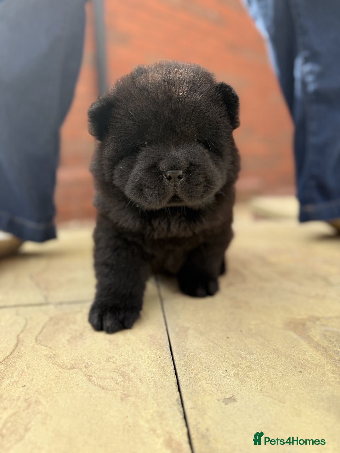 Chow Chow dogs for sale: 🐾Chow Chow Boy Pup – KC Registered Dad Bloodline - Image 5
