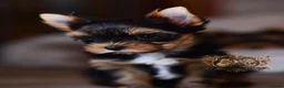 Yorkshire Terrier dogs for sale: READY NOW FULLY VACCINATED MINIATURE YORKIE KC DNA - Advert 9
