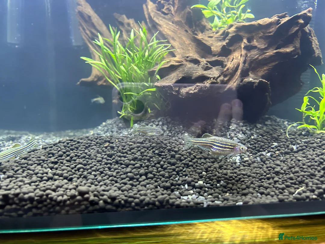 Danios fish for sale: Tank and fish  in Scarborough - Advert 3