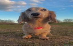 Miniature Dachshund dogs for sale: 2 male longhaired cream mini dachshunds. - Image 14