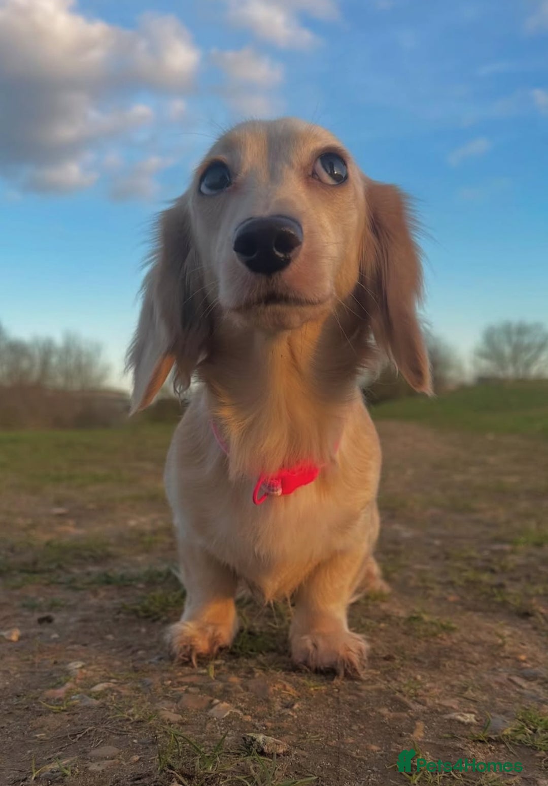 Miniature Dachshund dogs for sale: 2 male longhaired cream mini dachshunds. - Image 14