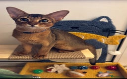 Abyssinian cats for sale: Abyssinian kittens looking for their new home - Image 18