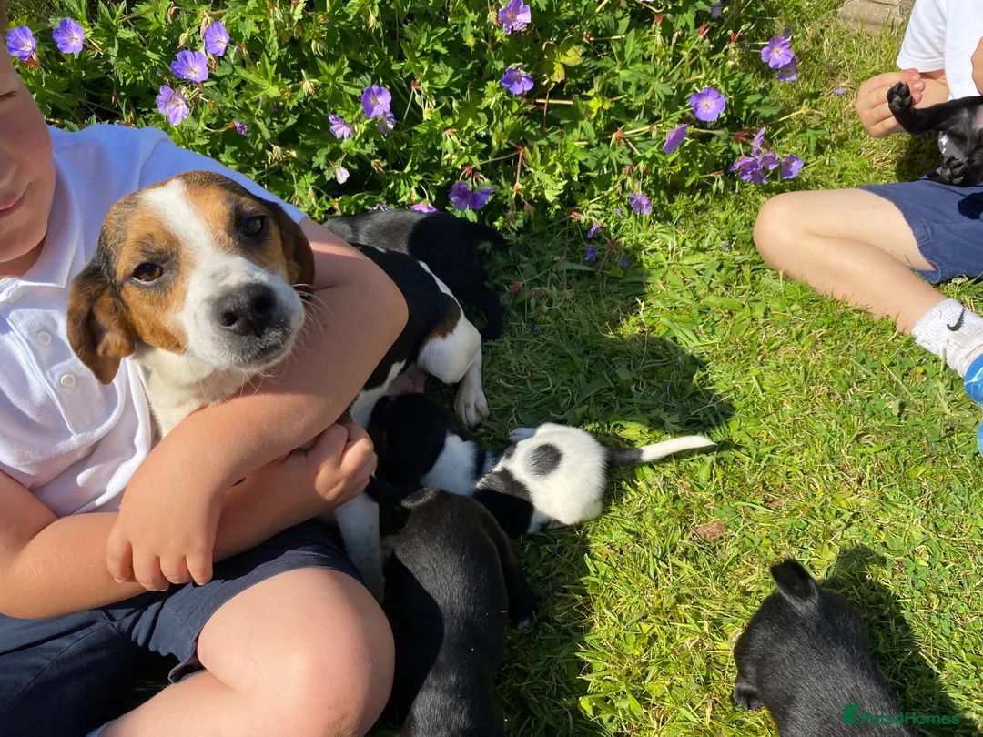 Bocker dogs for sale: Beautiful Beagle x cocker spaniel puppies  - Advert 2