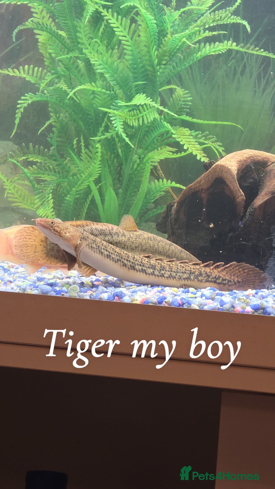 Plecos fish for sale: 4ft tank and fish  - Image 3