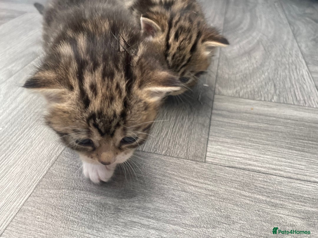 Mixed Breed cats for sale: 3 beautiful tabbys - Image 3