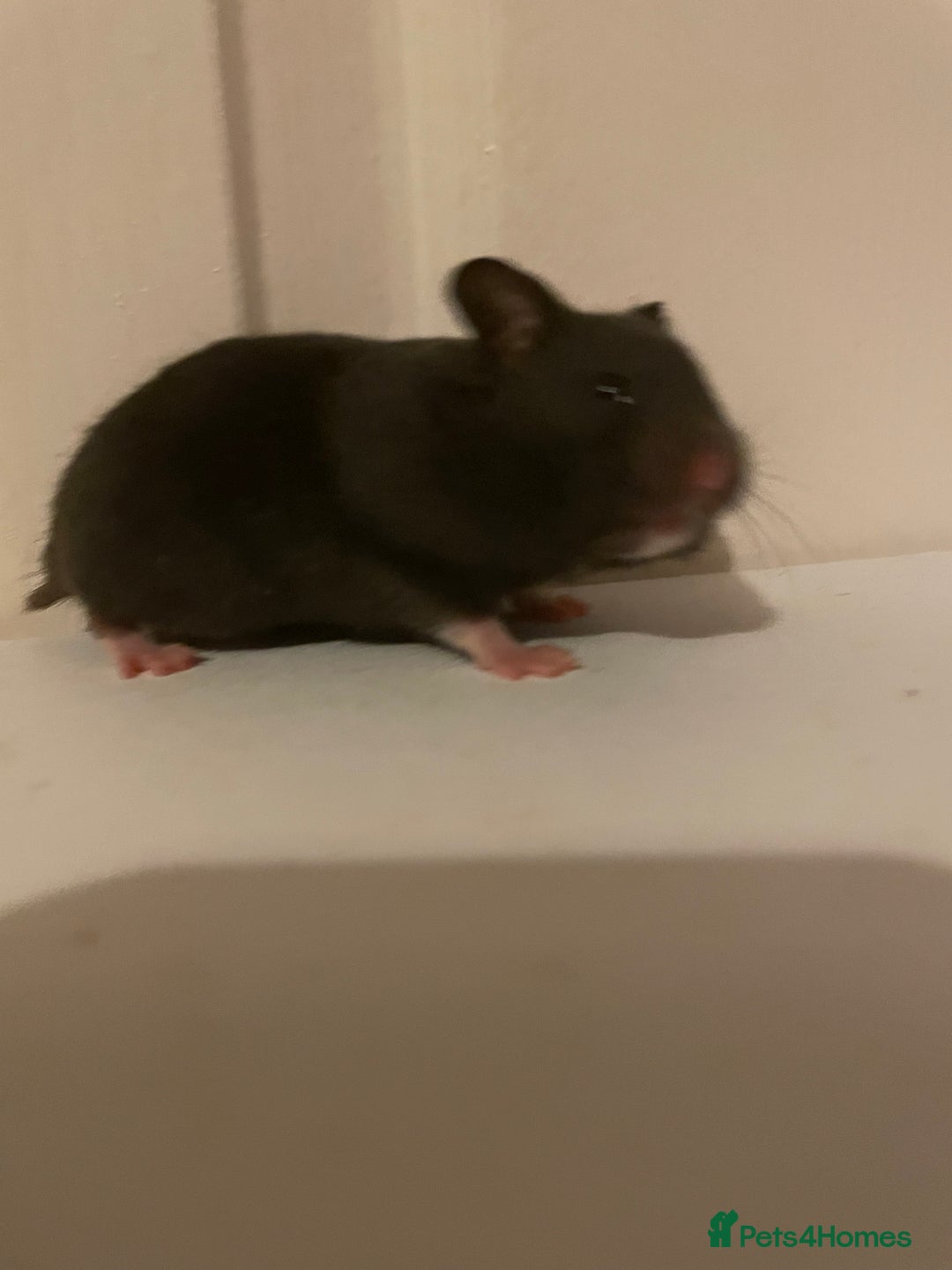 Hamster rodents for sale: Baby Syrian hamsters🐹  - Advert 3