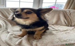 Chihuahua dogs for sale: 6 adorable chihuahuas - Image 10