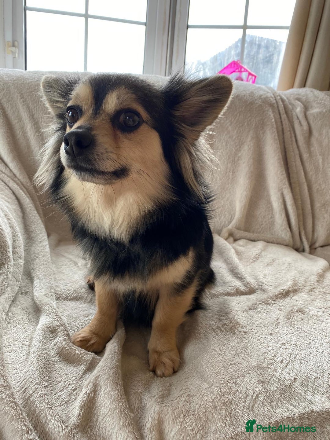 Chihuahua dogs for sale: 6 adorable chihuahuas - Image 10