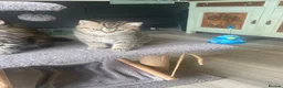 Selkirk Rex cats for sale: Selkirkrex babies - Advert 5