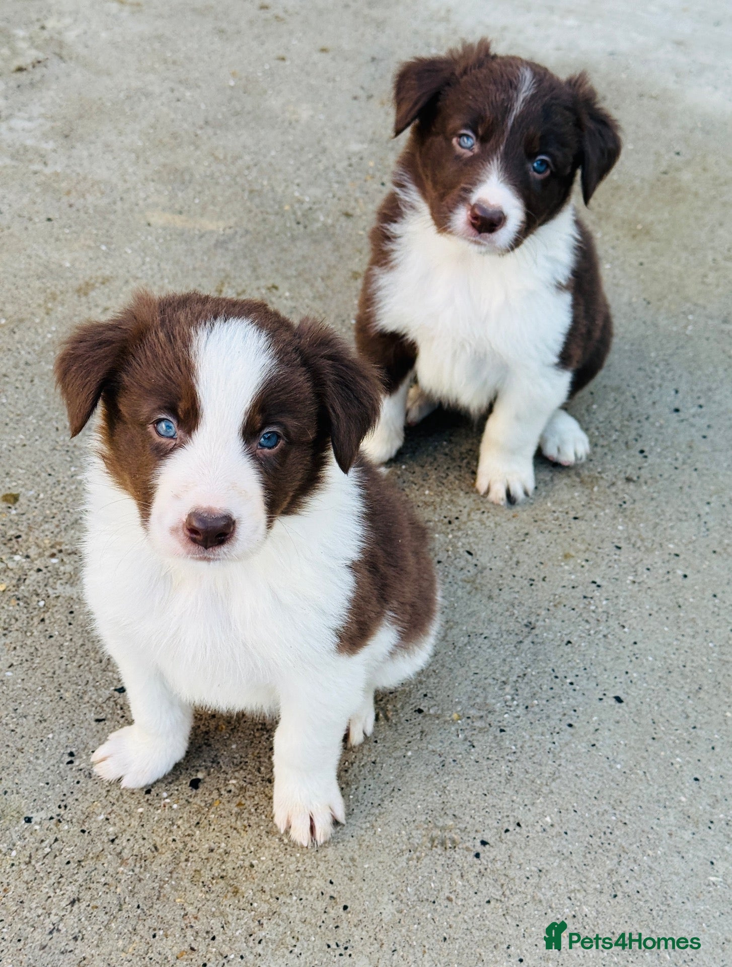 Border Collie dogs Gorgeous border collie puppies  - Advert 2