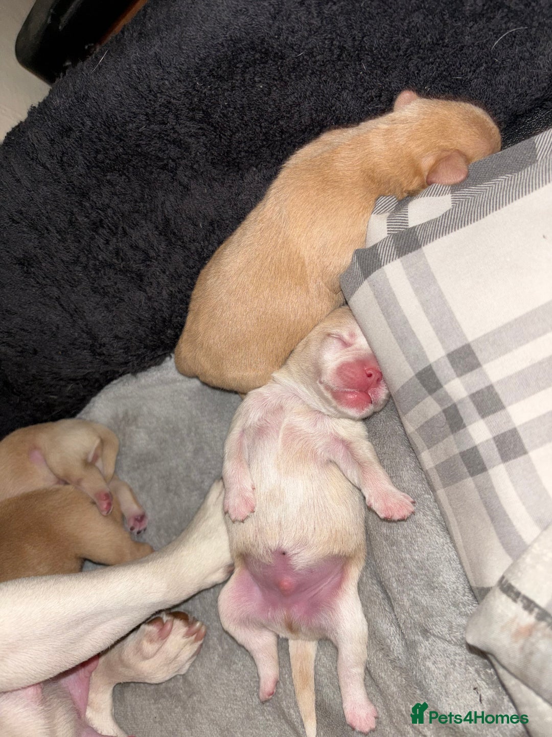 Mixed Breed dogs for sale: Floodles - Advert 5