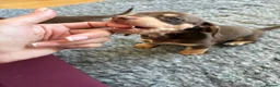 Dachshund dogs for sale: Dachshund  - Advert 6