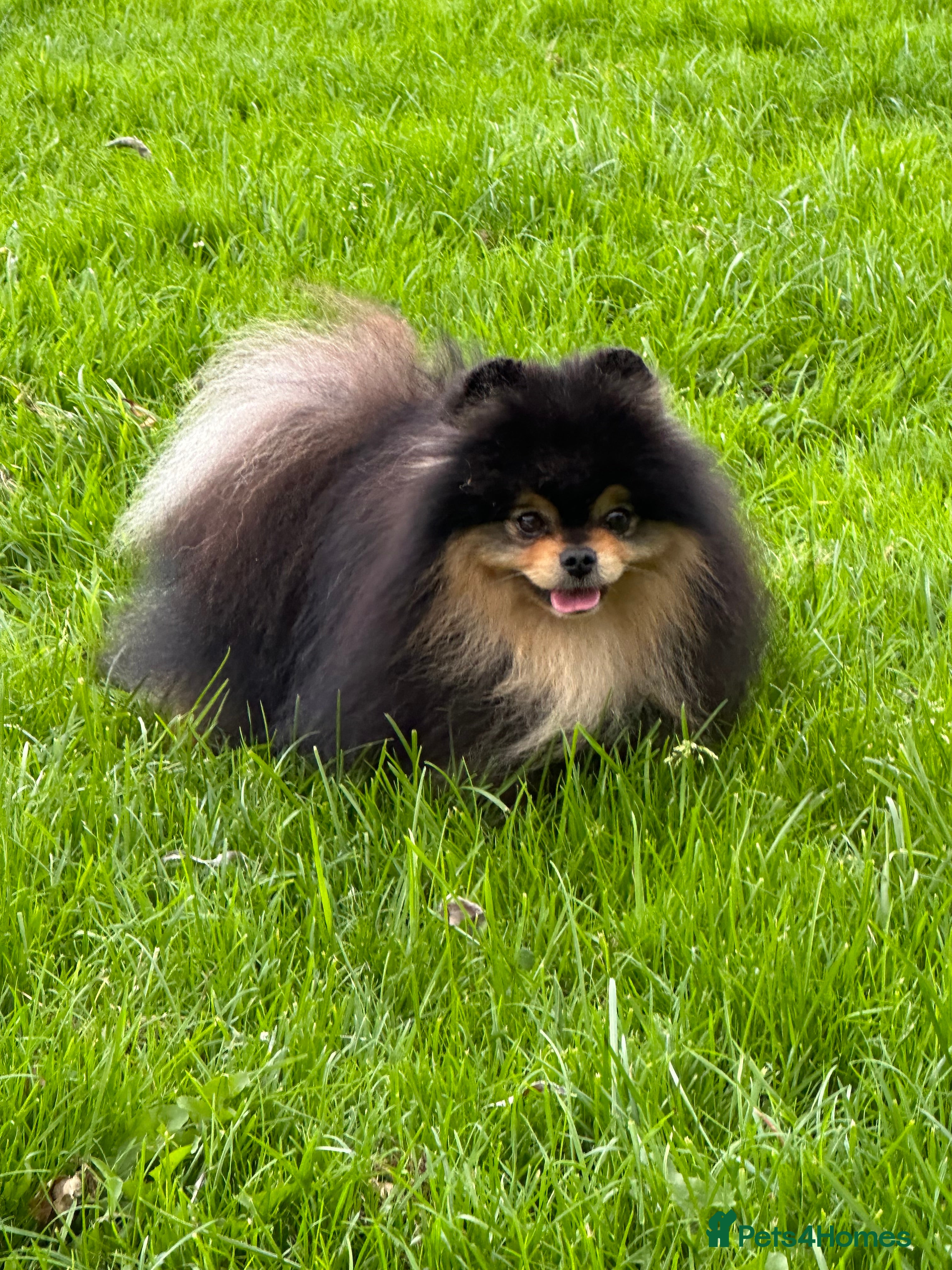 Pomeranian dogs Black and Tan super coat boy for stud in Lanark - Advert 9