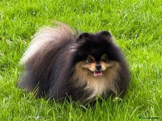 Pomeranian dogs Black and Tan super coat boy for stud in Lanark - Advert 8