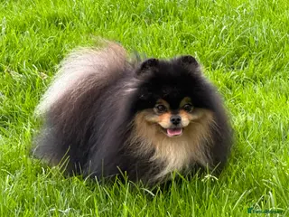 Pomeranian dogs Black and Tan super coat boy for stud in Lanark - Advert 11