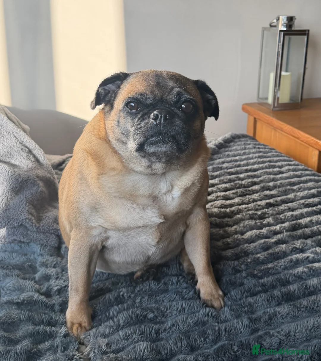 Staffordshire Bull Terrier dogs for sale: Harley (Staffy) Beau (Jug) in Wolverhampton - Advert 3