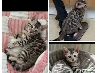 Bengal cats BENGAL 🔥 KITTENS TICA REGISTERED - Advert 4