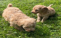 Cavapoo dogs for sale: Cavapoo puppies  - Image 4