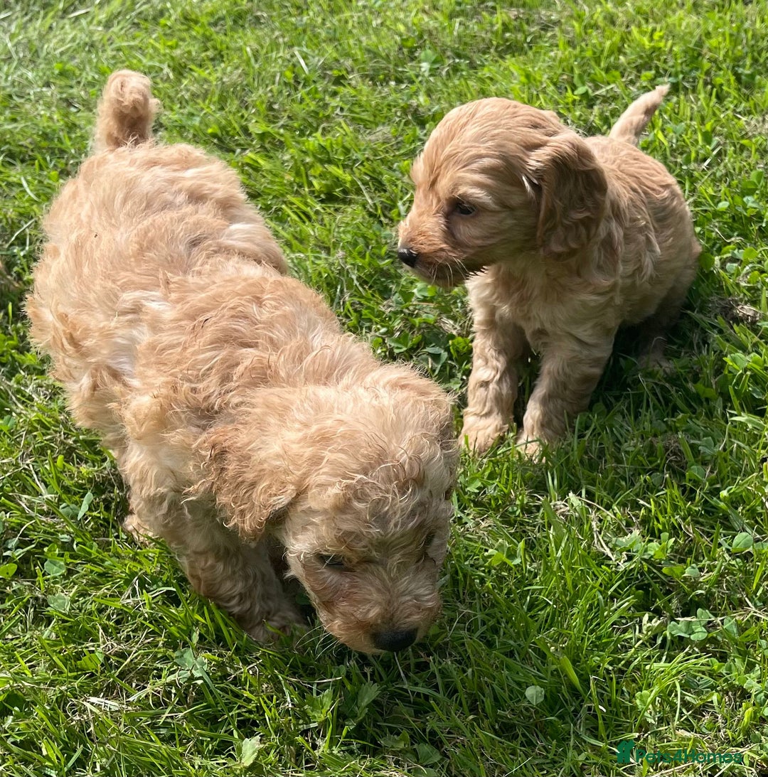 Cavapoo dogs for sale: Cavapoo puppies  - Image 4