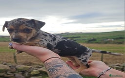 Jack Russell dogs for sale: GORGEOUS JACK RUSSELL PUPPIES  - Image 2