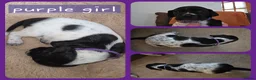 Pointer dogs for sale: English Pointers - Advert 5
