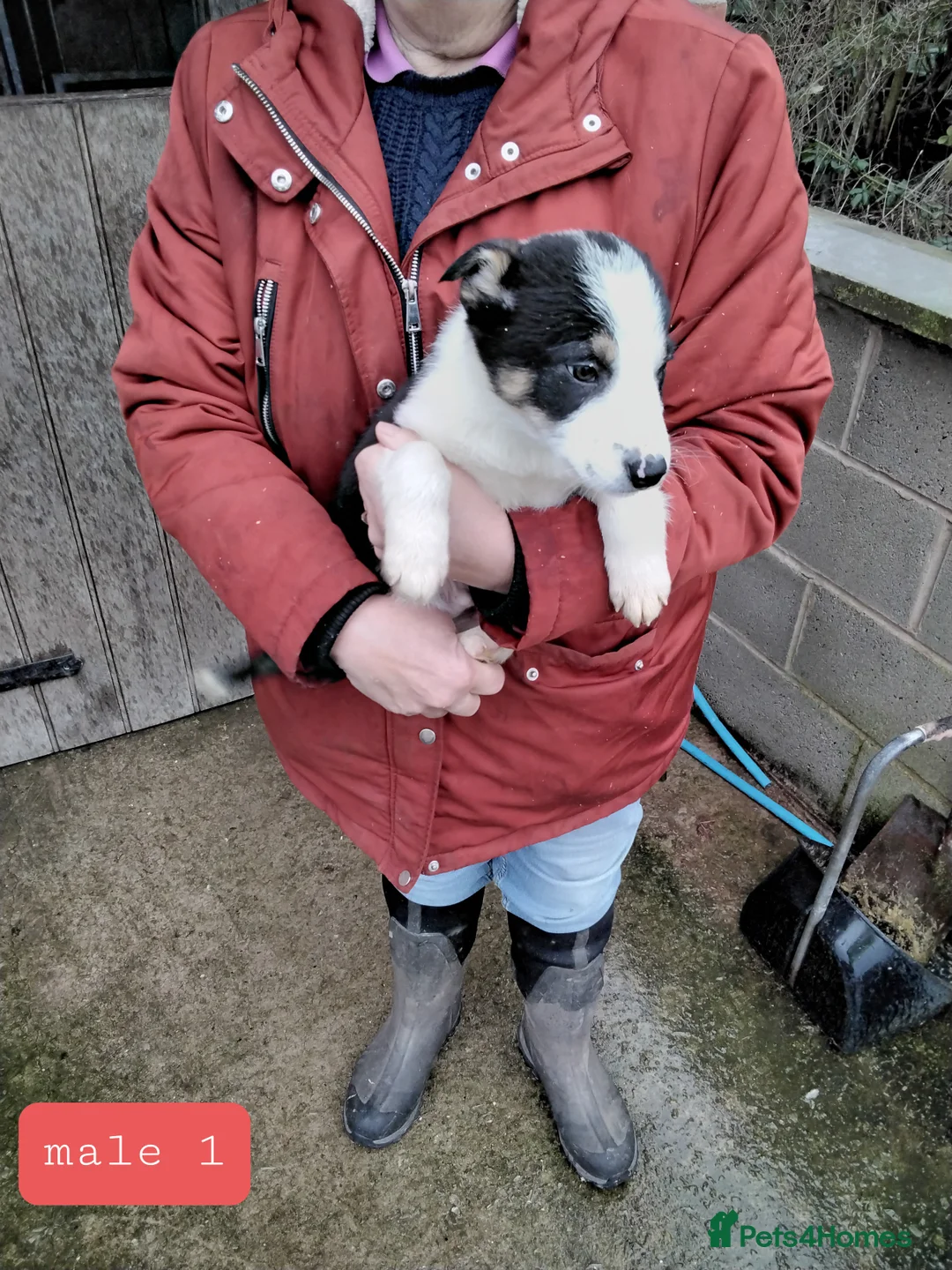 Border Collie dogs for sale: Border collie pups for sale - Advert 8