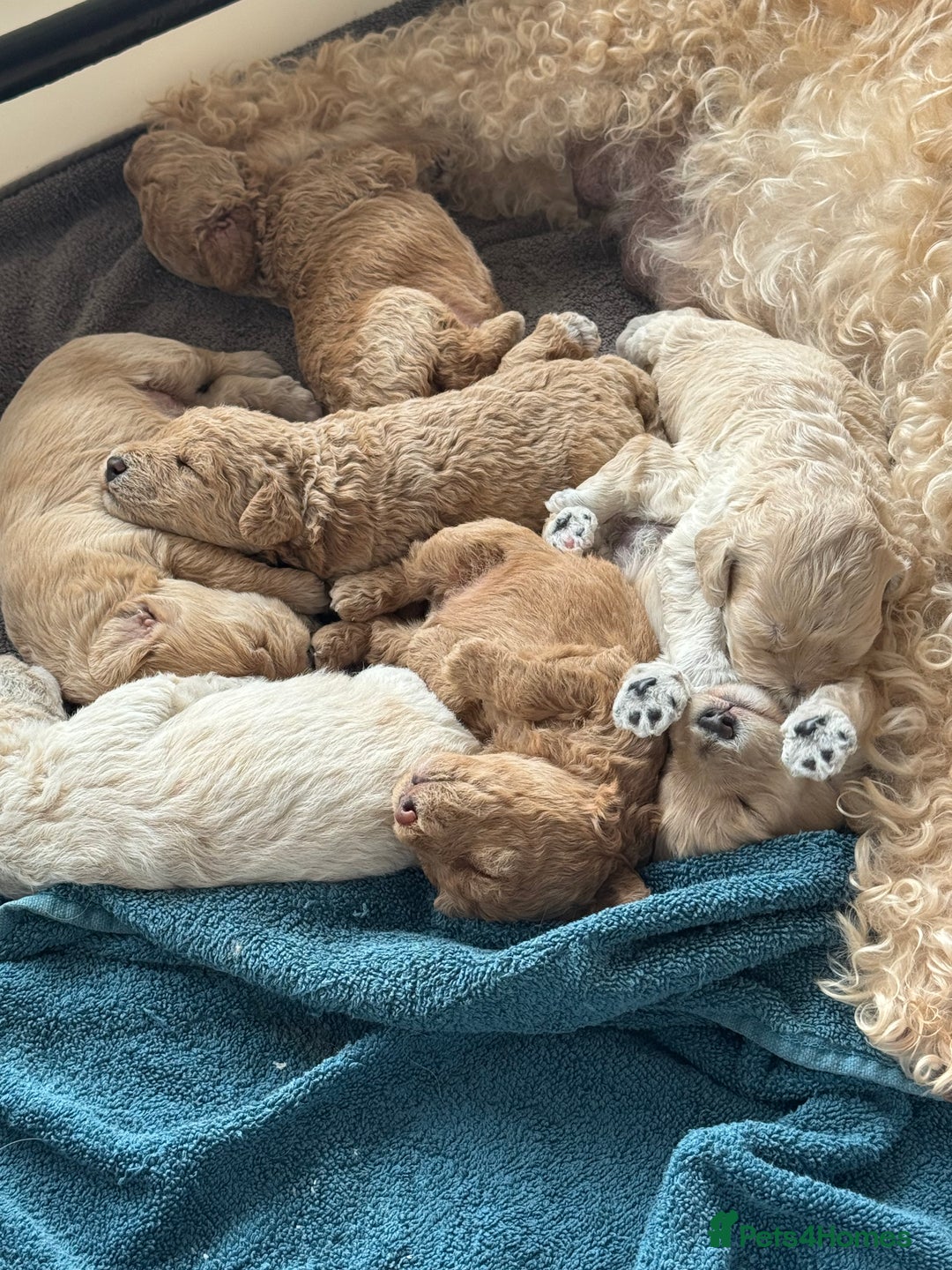 Cockapoo dogs for sale: Wonderful snuggle buddy  - Image 23