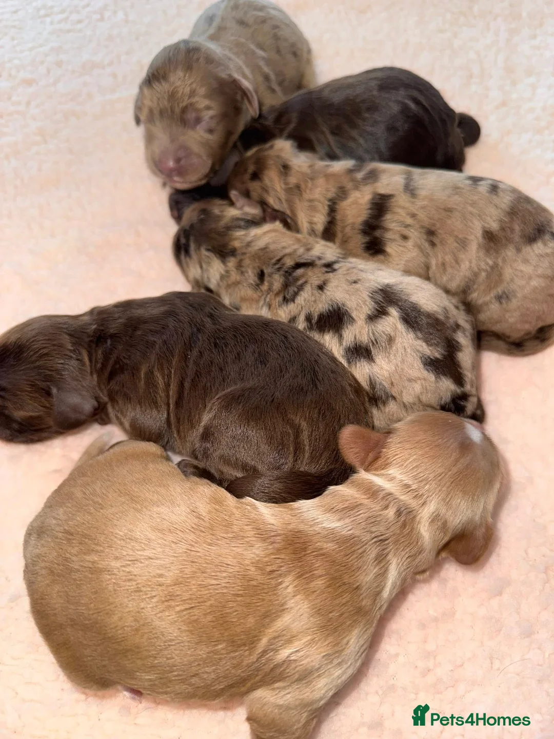 Cockapoo dogs for sale: ❤️ DNA TESTED, Stunning Cockapoos, 28th April - Advert 2