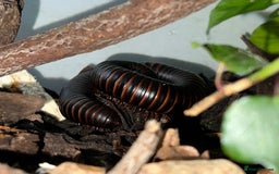 Millipedes invertebrates for sale: Giant african millipede with enclosure  - Image 1
