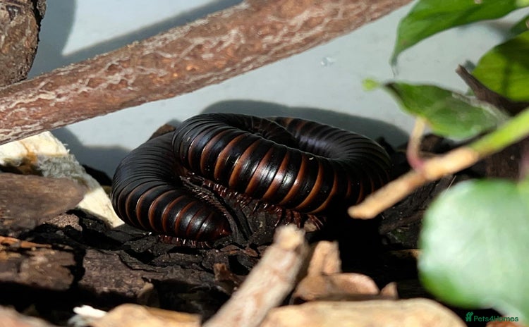 Millipedes invertebrates - Advert 1