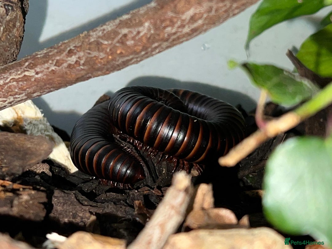 Millipedes invertebrates for sale: Giant african millipede with enclosure  - Image 1