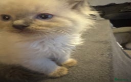 Ragdoll cats for sale: 8 week old ragdoll kittens ready to go now  - Image 4