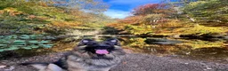 German Shepherd dogs for sale: 5 male polish german shepherds in Hartlepool - Advert 18