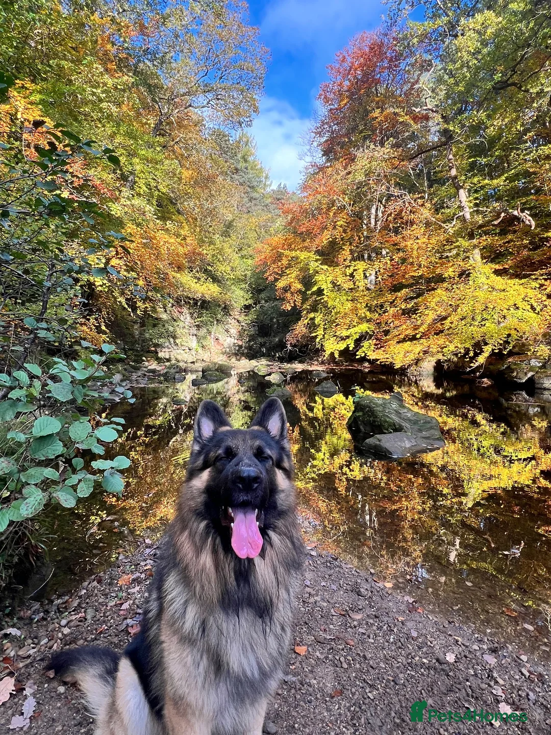 German Shepherd dogs for sale: 5 male polish german shepherds in Hartlepool - Advert 18