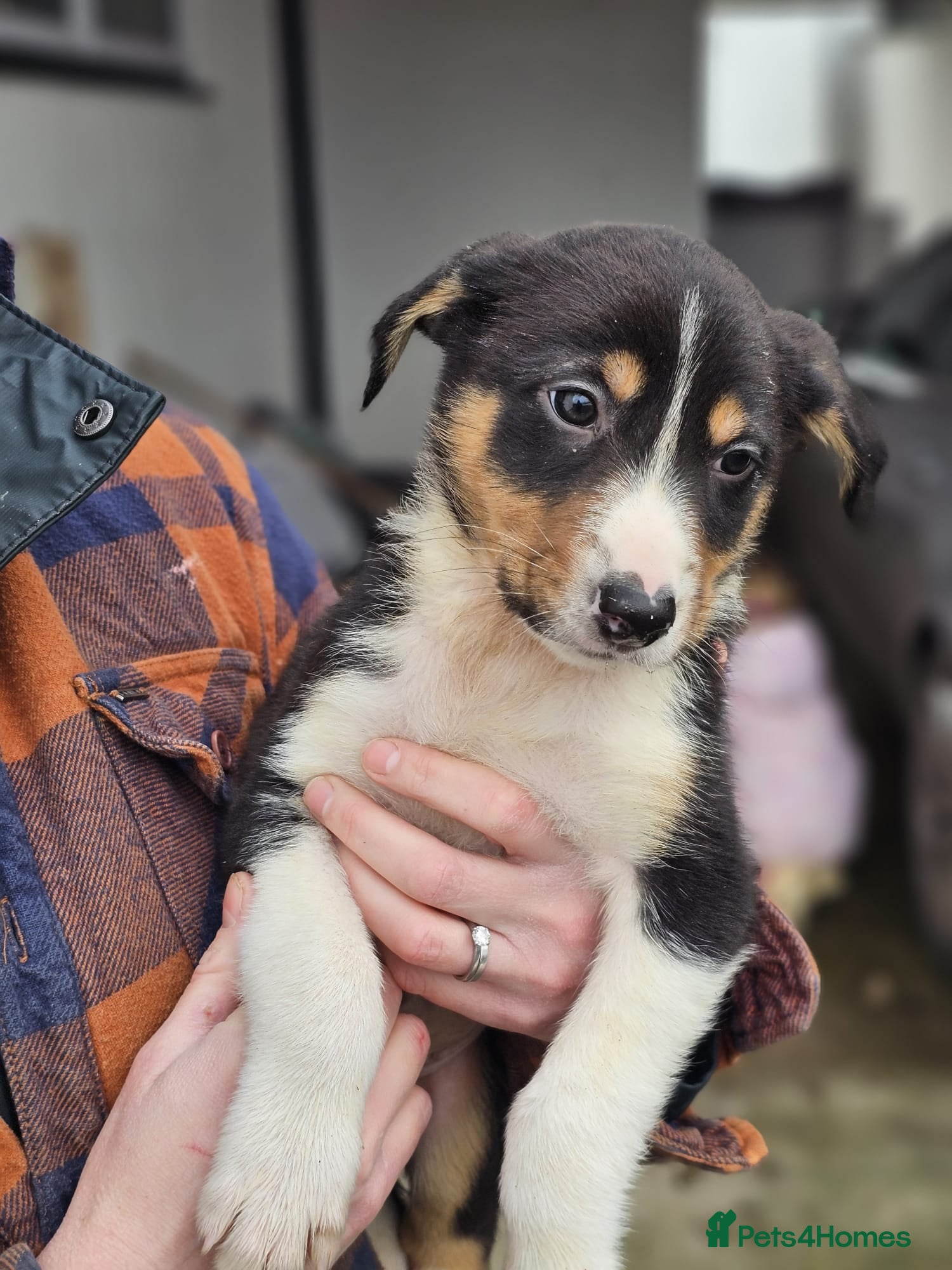 Mixed Breed dogs Huntaway x Collie X New Zealand Collie - Advert 4