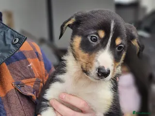 Mixed Breed dogs Huntaway x Collie X New Zealand Collie - Advert 4