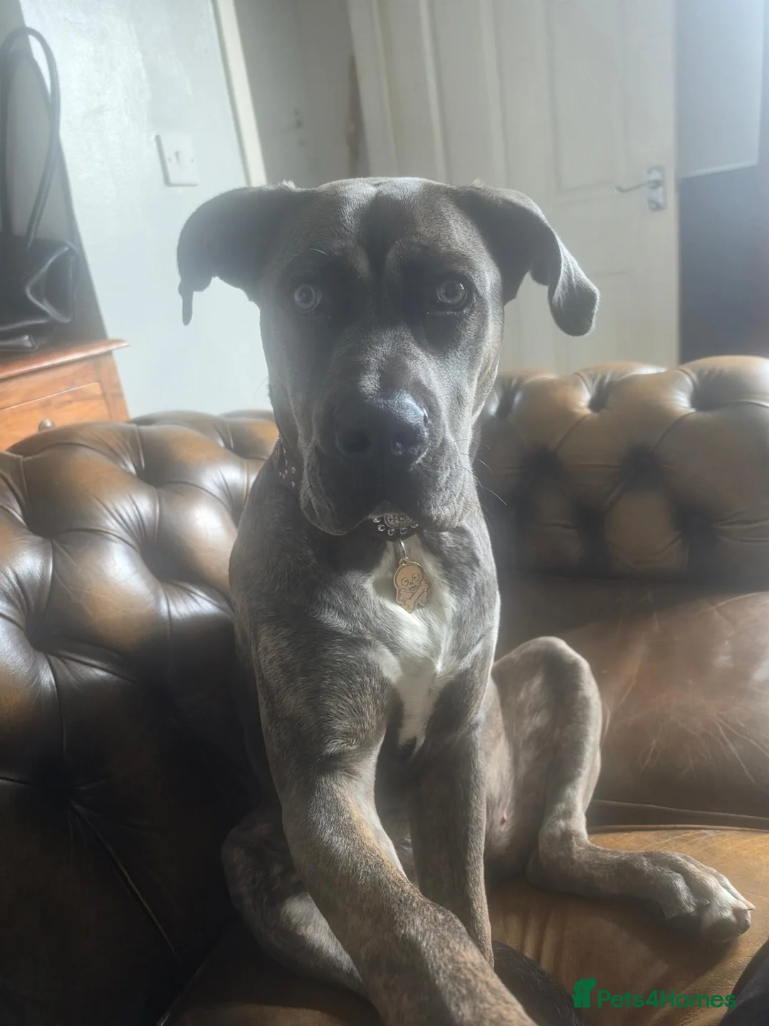 Mixed Breed dogs for sale: Forever home wanted  - Advert 2