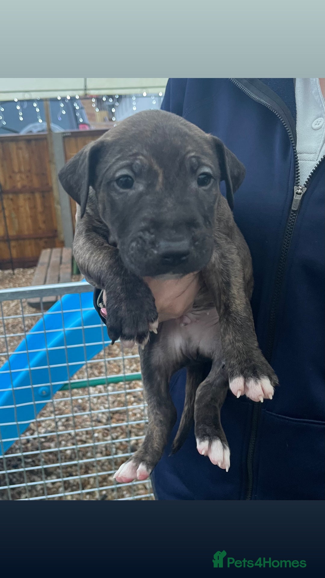 English Bull Terrier dogs for sale: English bull terrier pups - Advert 12