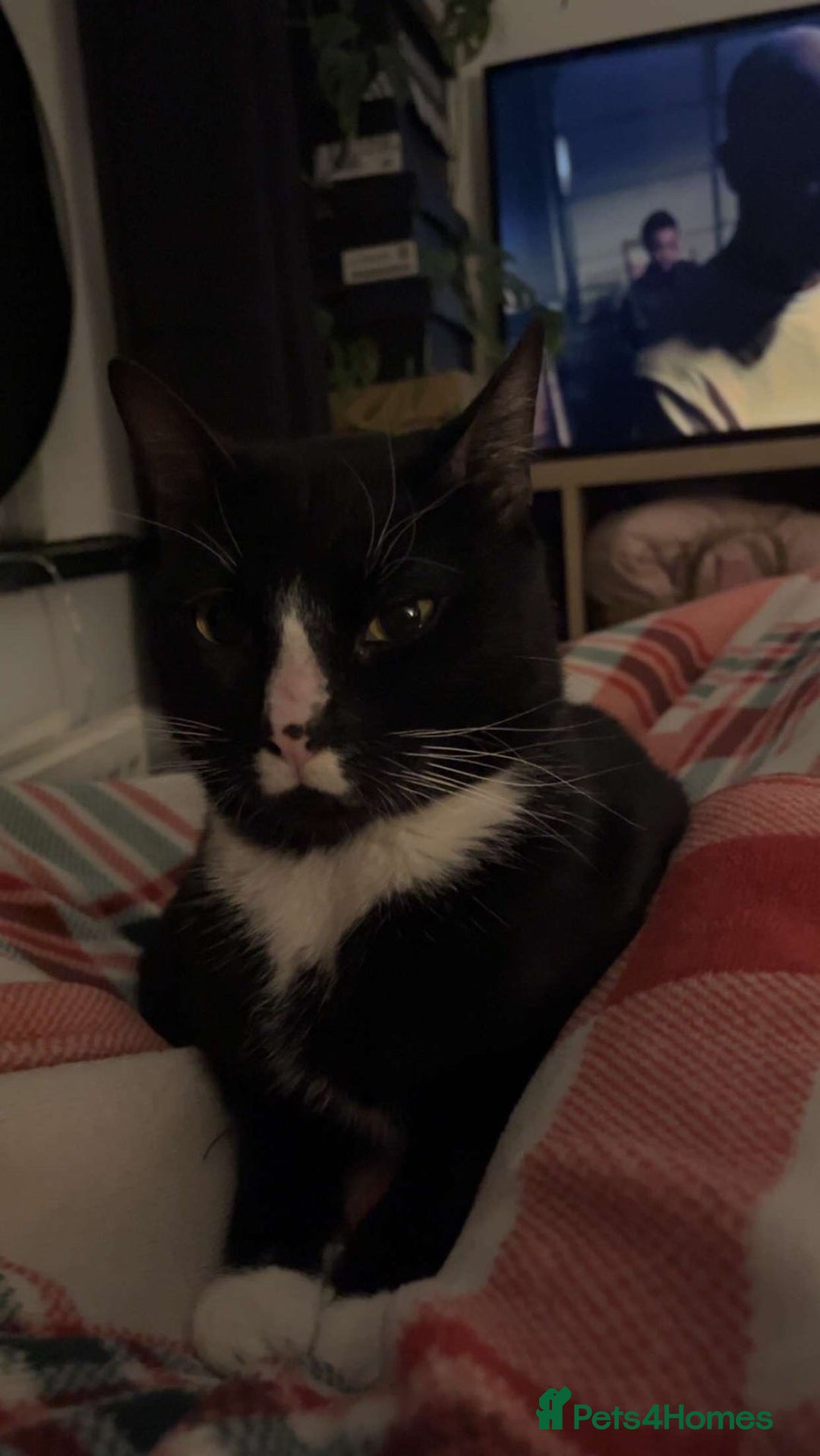 Mixed Breed cats for sale: tux cat - Advert 3