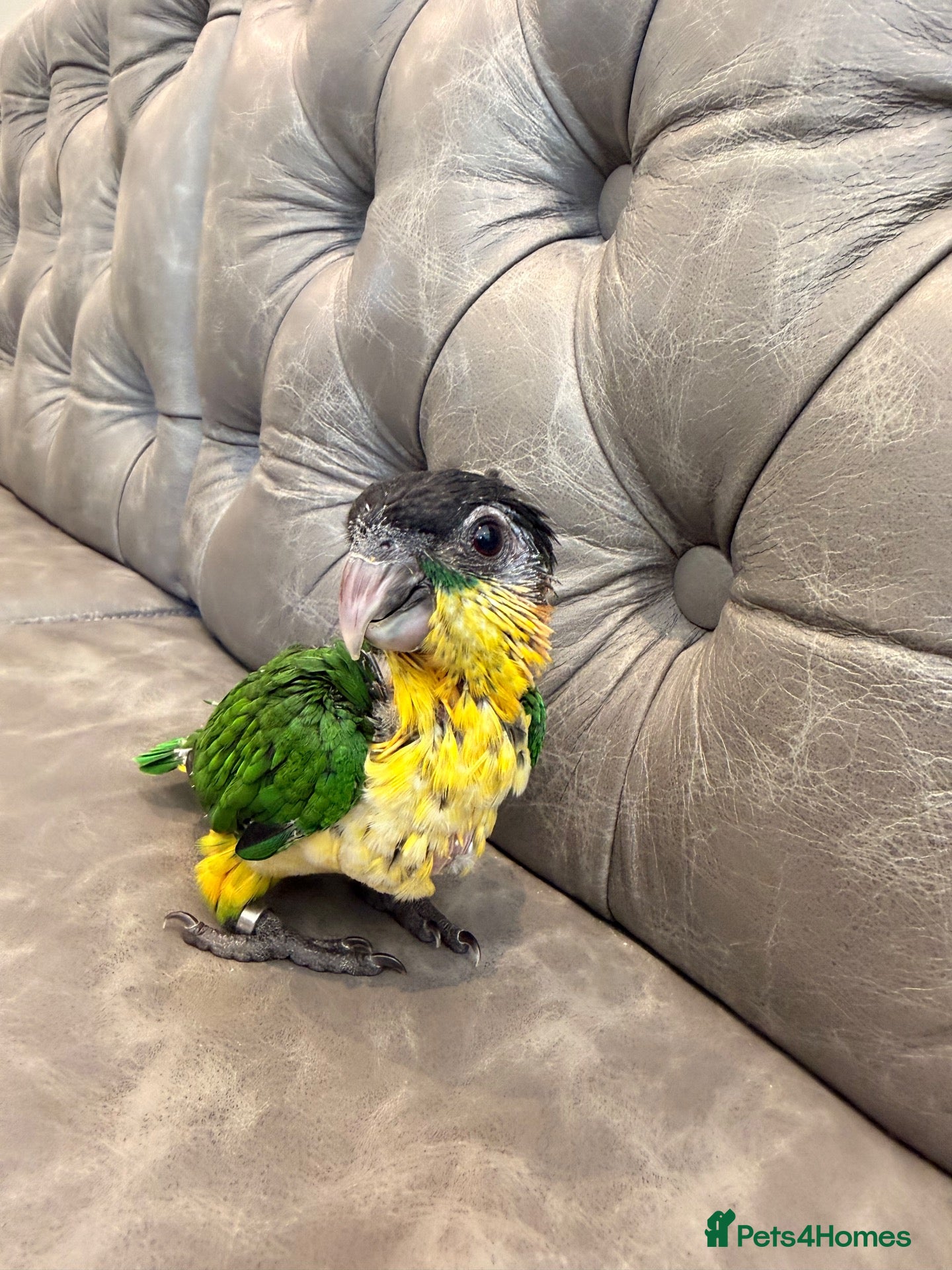 Parrots birds Silly Tame Pallid Black Headed Caique - Advert 17