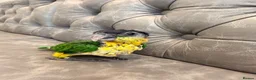Parrots birds for sale: Silly Tame Pallid Black Headed Caique READY NOW - Advert 7